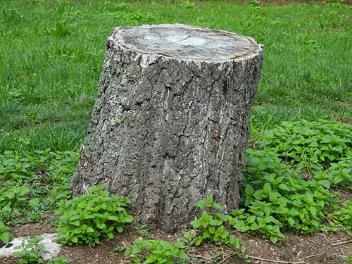 euless-tree-service-stump